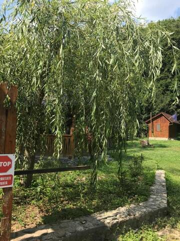 Фото номера Дом для отпуска Лоджи Cabana Valea Tonii г. Strungari 8